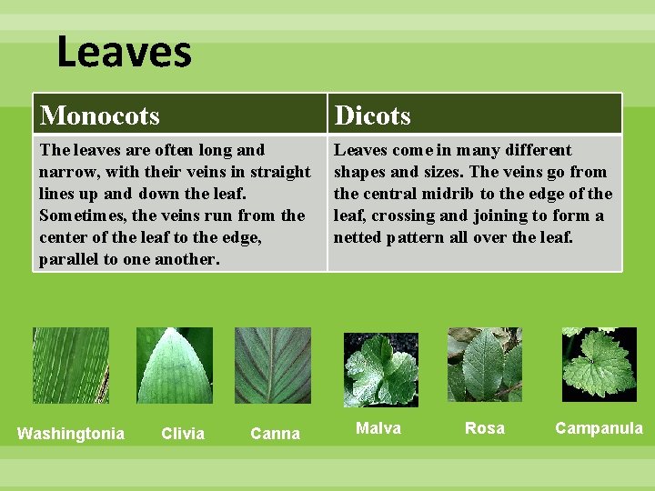 Leaves Monocots Dicots The leaves are often long and narrow, with their veins in