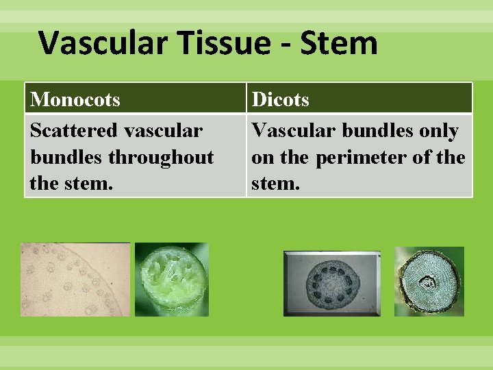 Vascular Tissue - Stem Monocots Scattered vascular bundles throughout the stem. Dicots Vascular bundles