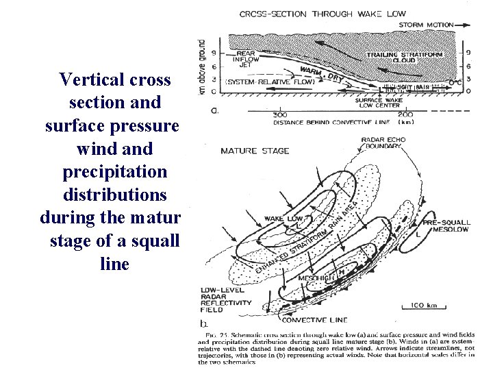 Vertical cross section and surface pressure, wind and precipitation distributions during the mature stage