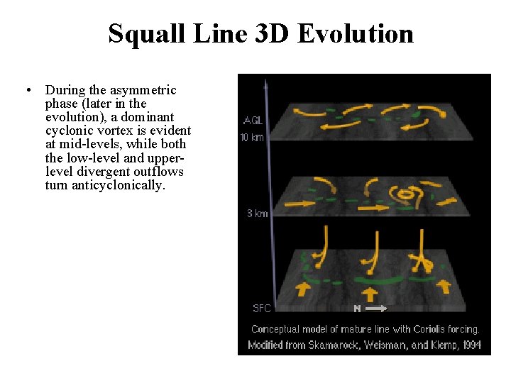 Squall Line 3 D Evolution • During the asymmetric phase (later in the evolution),