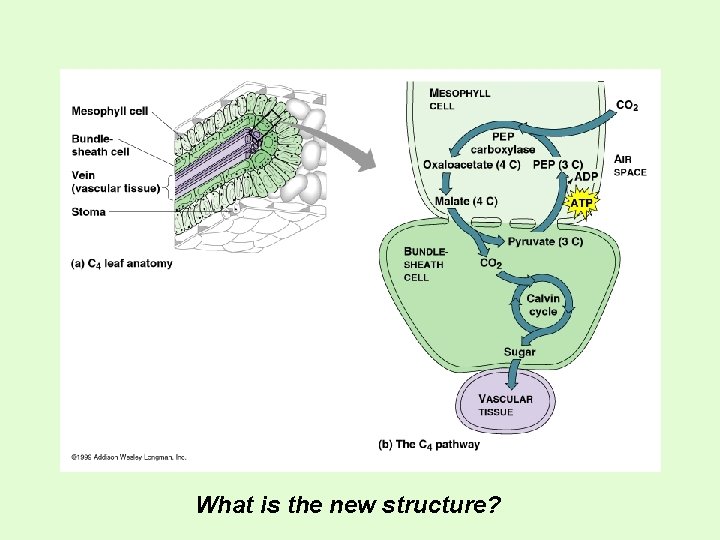 What is the new structure? 