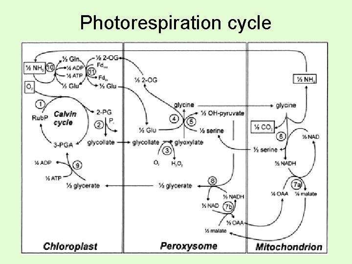 Photorespiration cycle 