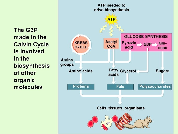 The G 3 P made in the Calvin Cycle is involved in the biosynthesis