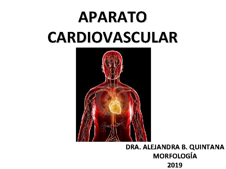 APARATO CARDIOVASCULAR DRA. ALEJANDRA B. QUINTANA MORFOLOGÍA 2019 