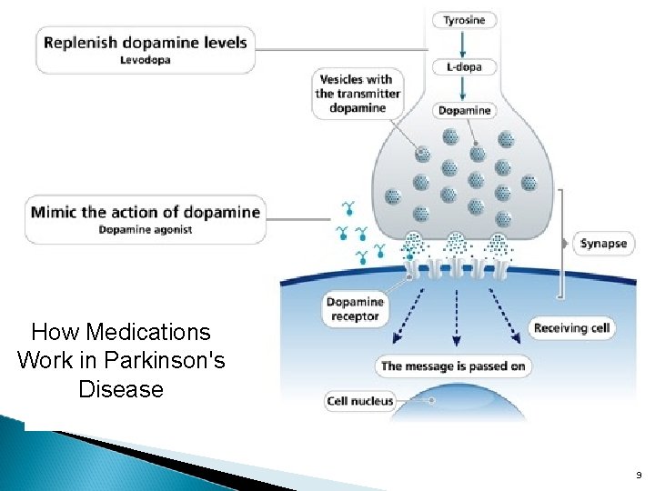 How Medications Work in Parkinson's Disease 9 