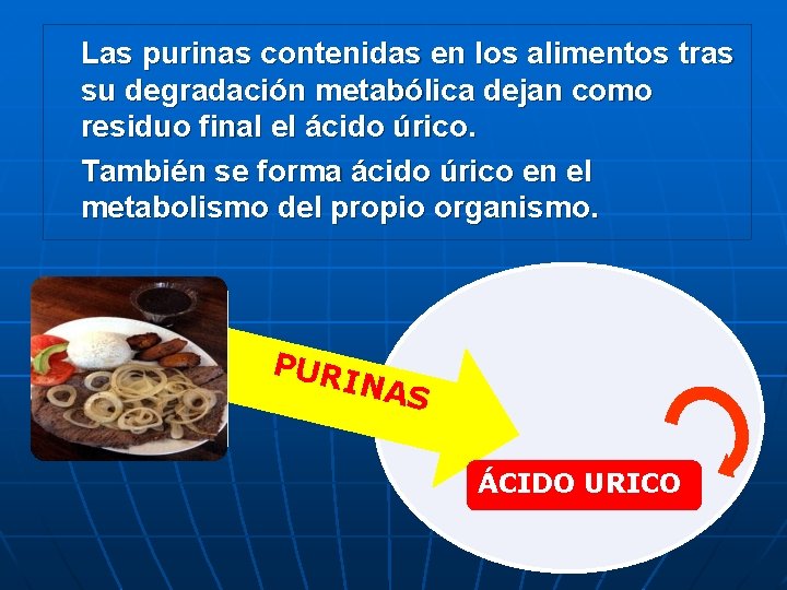 Las purinas contenidas en los alimentos tras su degradación metabólica dejan como residuo final
