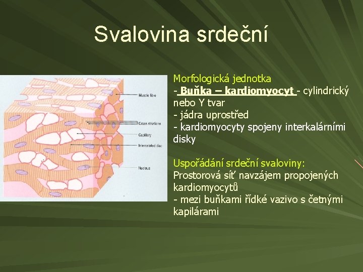 Svalovina srdeční Morfologická jednotka - Buňka – kardiomyocyt - cylindrický nebo Y tvar -