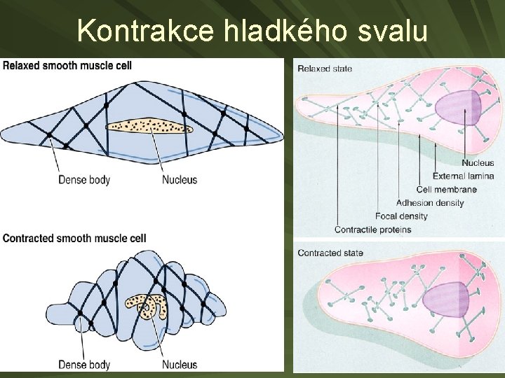 Kontrakce hladkého svalu 