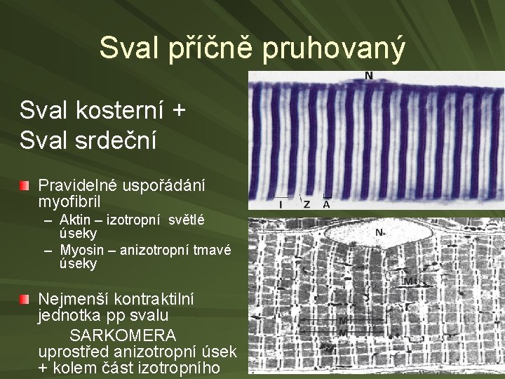 Sval příčně pruhovaný Sval kosterní + Sval srdeční Pravidelné uspořádání myofibril – Aktin –