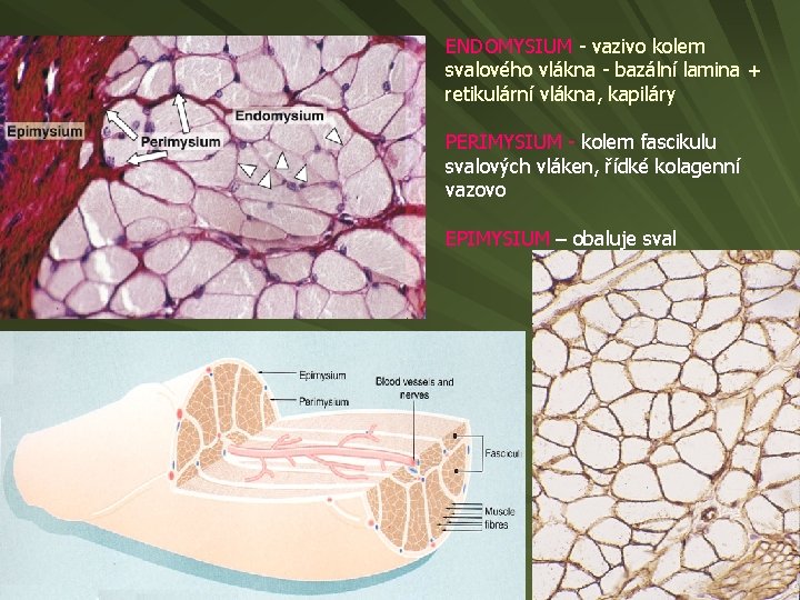 ENDOMYSIUM - vazivo kolem svalového vlákna - bazální lamina + retikulární vlákna, kapiláry PERIMYSIUM