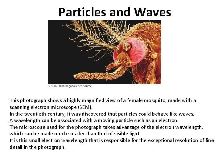 Particles and Waves This photograph shows a highly magnified view of a female mosquito,