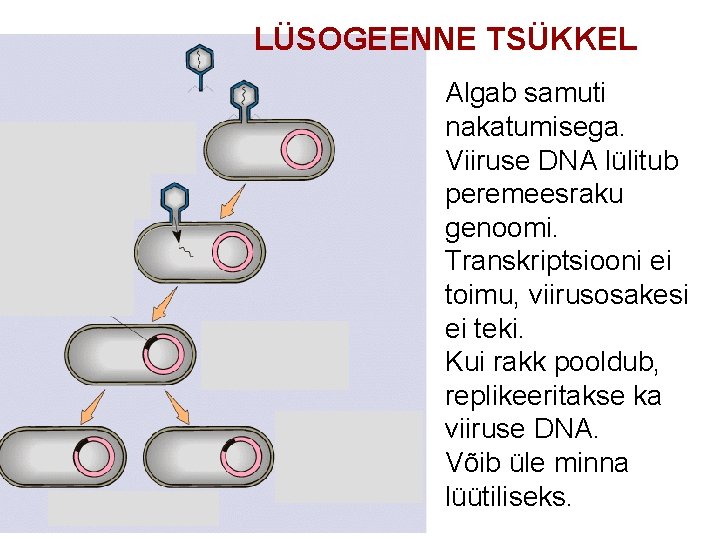 LÜSOGEENNE TSÜKKEL Algab samuti nakatumisega. Viiruse DNA lülitub peremeesraku genoomi. • Transkriptsiooni ei toimu,