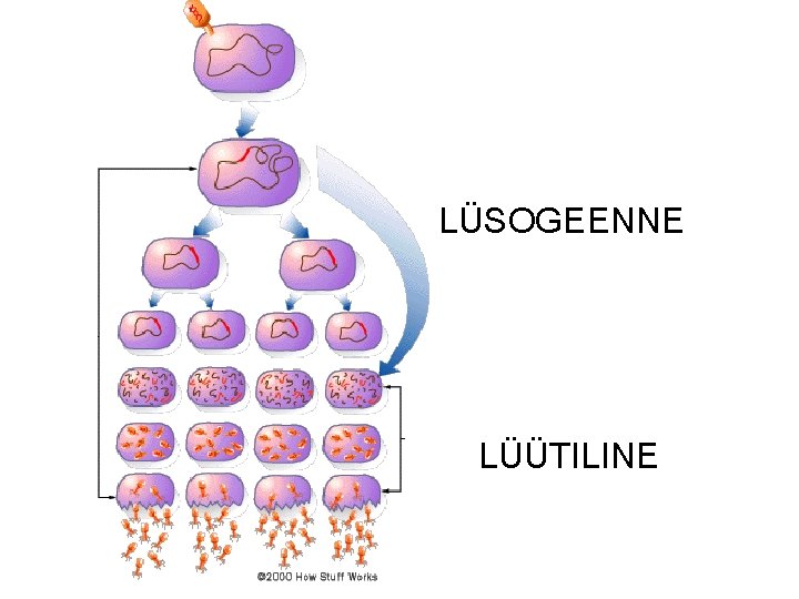  LÜSOGEENNE LÜÜTILINE 