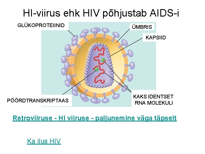 HI-viirus ehk HIV põhjustab AIDS-i GLÜKOPROTEIINID ÜMBRIS KAPSIID PÖÖRDTRANSKRIPTAAS KAKS IDENTSET RNA MOLEKULI Retroviiruse