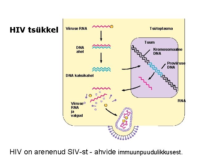 HIV tsükkel Viiruse RNA Tsütoplasma Tuum DNA ahel Kromosomaalne DNA Proviiruse DNA kaksikahel Viiruse HIV tsükkel Viiruse RNA Tsütoplasma Tuum DNA ahel Kromosomaalne DNA Proviiruse DNA kaksikahel Viiruse