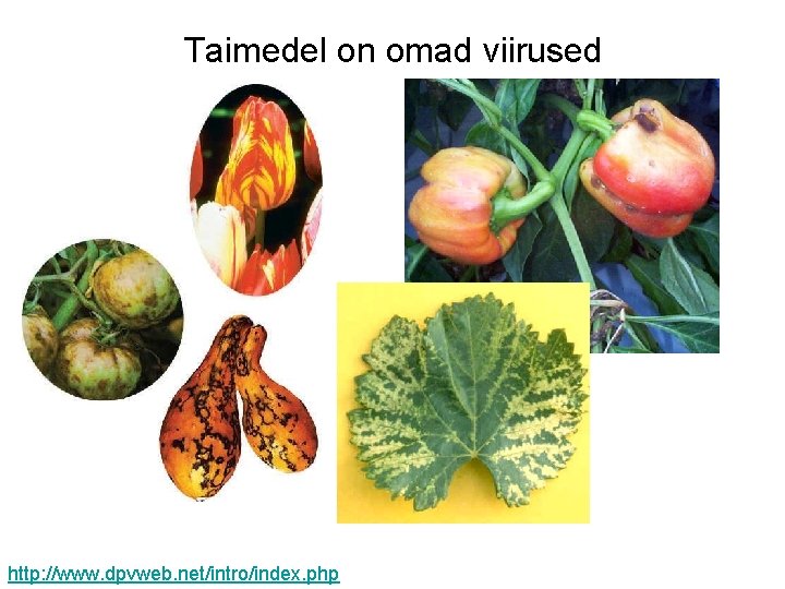 Taimedel on omad viirused http: //www. dpvweb. net/intro/index. php 