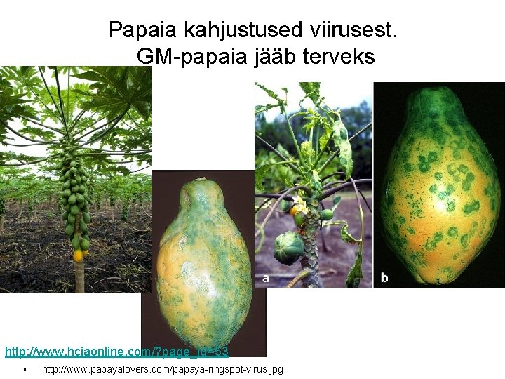 Papaia kahjustused viirusest. GM-papaia jääb terveks http: //www. hciaonline. com/? page_id=53 • http: //www.