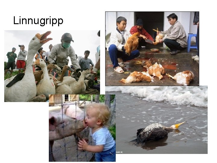 Linnugripp Linnugripp