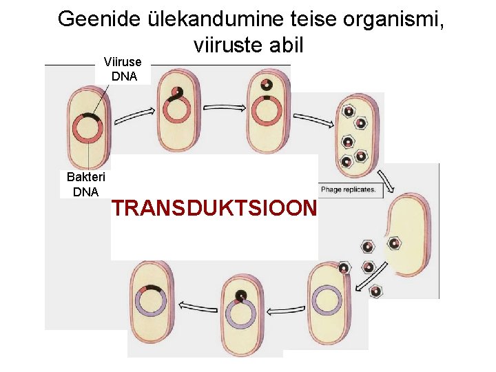  Geenide ülekandumine teise organismi, viiruste abil Viiruse DNA Bakteri DNA TRANSDUKTSIOON 