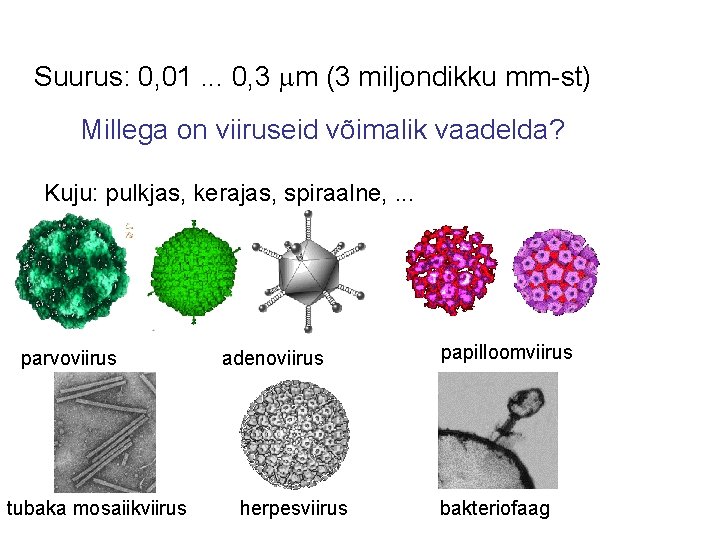 Suurus: 0, 01. . . 0, 3 m (3 miljondikku mm-st) Millega on viiruseid
