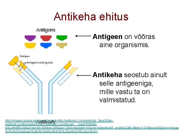 Antikeha ehitus Antigeen on võõras aine organismis. Antikeha seostub ainult selle antigeeniga, mille vastu