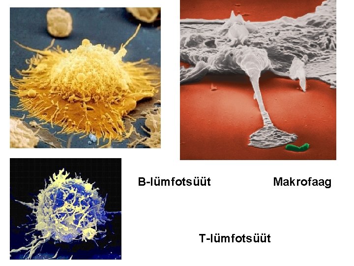 B-lümfotsüüt Makrofaag T-lümfotsüüt 