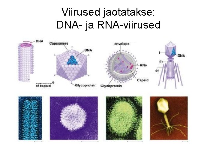 Viirused jaotatakse: DNA- ja RNA-viirused 