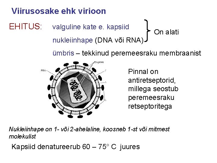 Viirusosake ehk virioon EHITUS: valguline kate e. kapsiid nukleiinhape (DNA või RNA) On alati