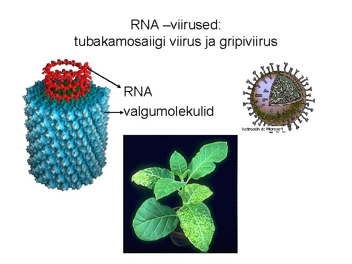 RNA –viirused: tubakamosaiigi viirus ja gripiviirus RNA valgumolekulid RNA –viirused: tubakamosaiigi viirus ja gripiviirus RNA valgumolekulid