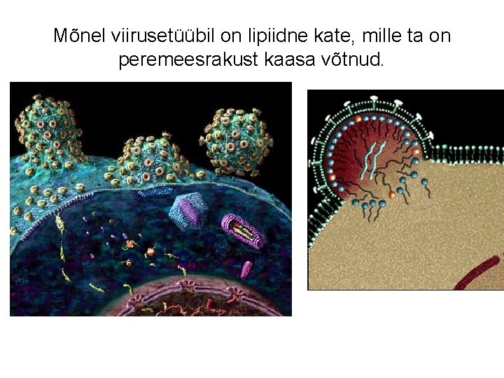 Mõnel viirusetüübil on lipiidne kate, mille ta on peremeesrakust kaasa võtnud. 