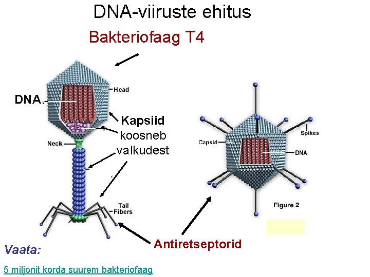  DNA-viiruste ehitus Bakteriofaag T 4 DNA Kapsiid koosneb valkudest Vaata: Antiretseptorid 5 miljonit