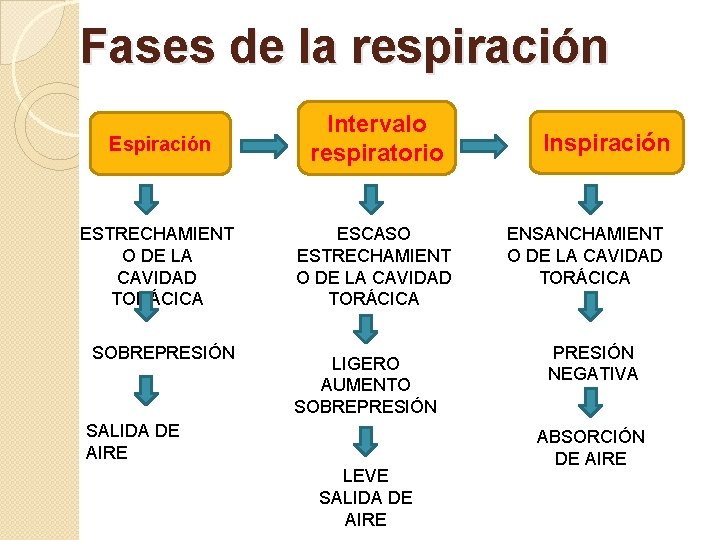 Fases de la respiración Espiración Intervalo respiratorio ESTRECHAMIENT O DE LA CAVIDAD TORÁCICA ESCASO