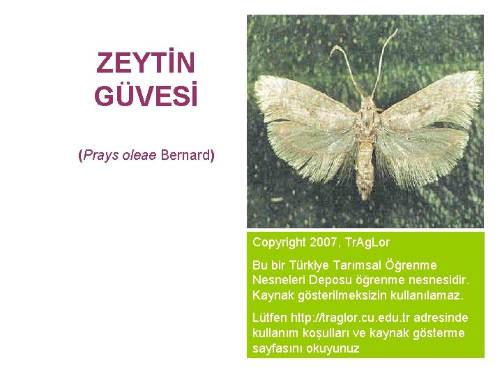 ZEYTİN GÜVESİ (Prays oleae Bernard) Copyright 2007, Tr. Ag. Lor Bu bir Türkiye Tarımsal