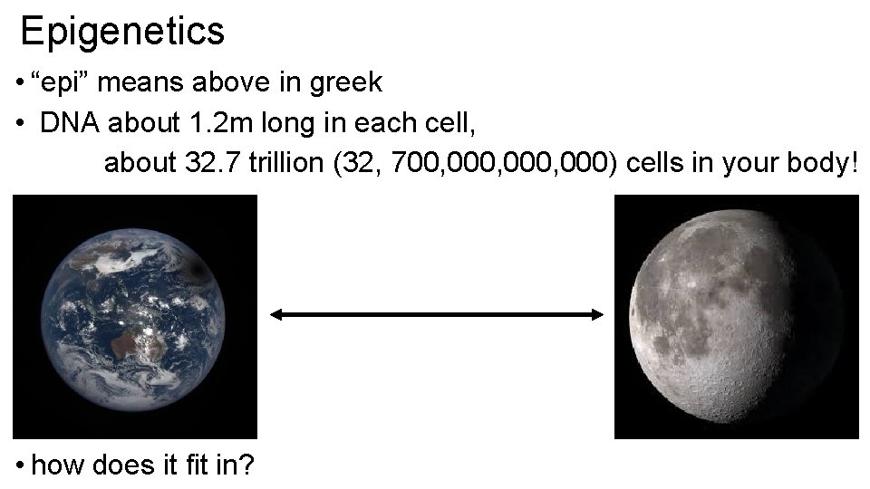 Epigenetics • “epi” means above in greek • DNA about 1. 2 m long