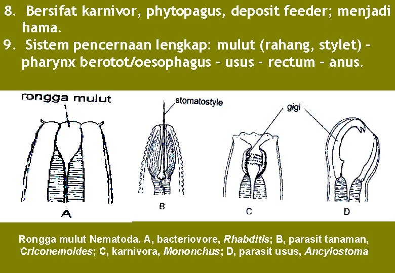 8. Bersifat karnivor, phytopagus, deposit feeder; menjadi hama. 9. Sistem pencernaan lengkap: mulut (rahang,