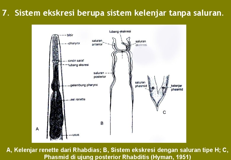 7. Sistem ekskresi berupa sistem kelenjar tanpa saluran. A, Kelenjar renette dari Rhabdias; B,