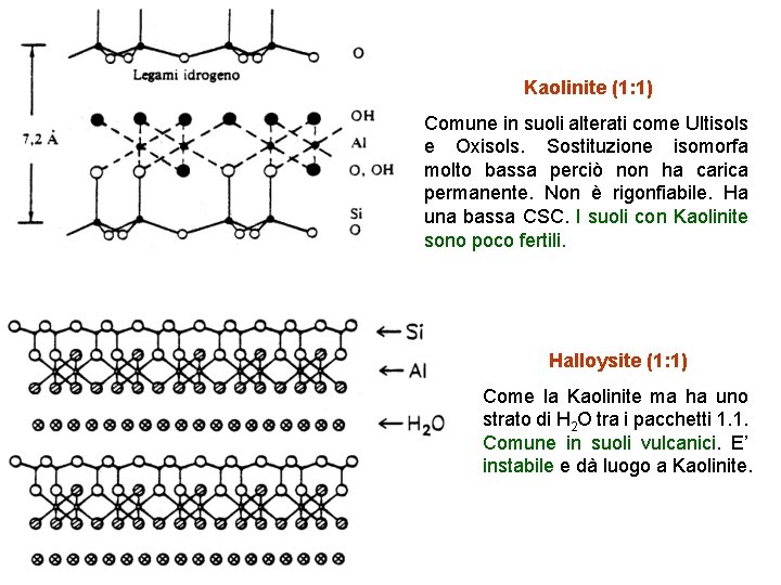 Kaolinite (1: 1) Comune in suoli alterati come Ultisols e Oxisols. Sostituzione isomorfa molto