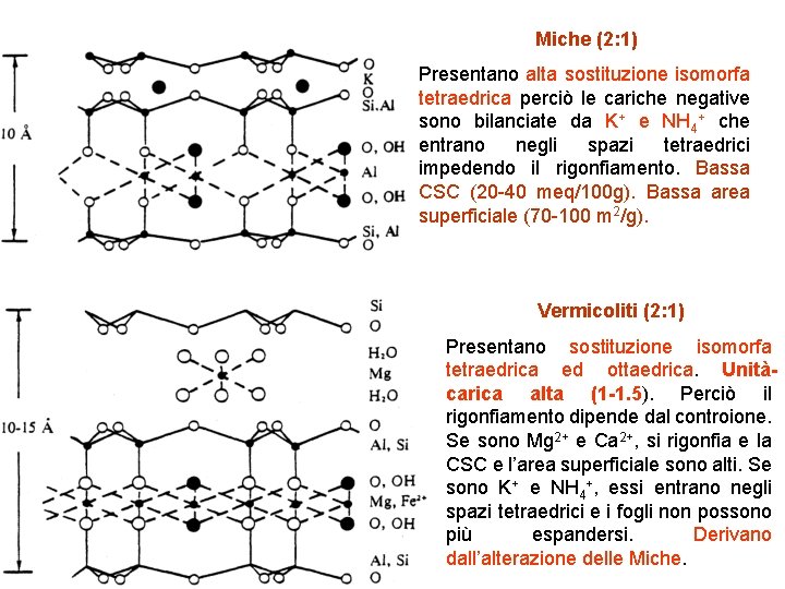 Miche (2: 1) Presentano alta sostituzione isomorfa tetraedrica perciò le cariche negative sono bilanciate