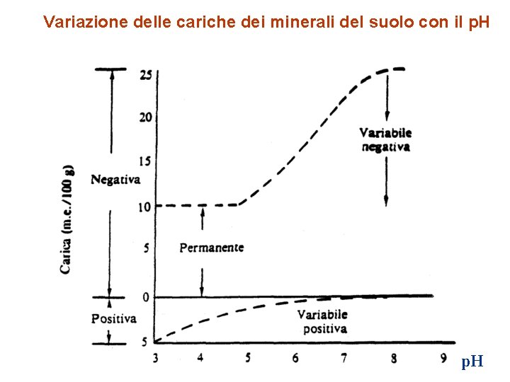 Variazione delle cariche dei minerali del suolo con il p. H 