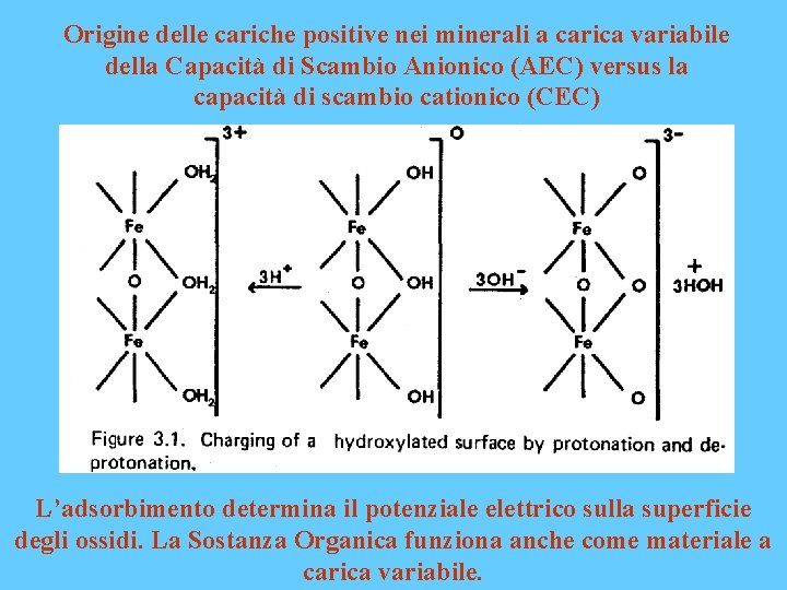 Origine delle cariche positive nei minerali a carica variabile della Capacità di Scambio Anionico
