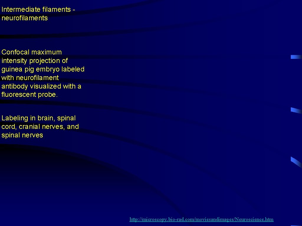 Intermediate filaments neurofilaments Confocal maximum intensity projection of guinea pig embryo labeled with neurofilament