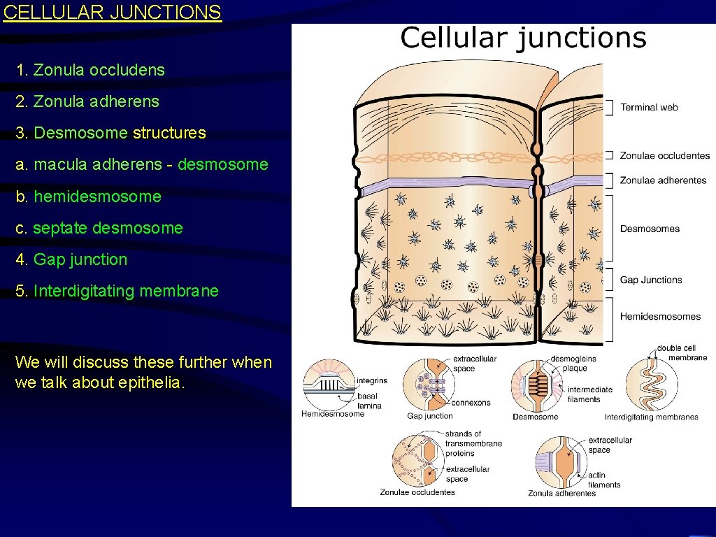 CELLULAR JUNCTIONS 1. Zonula occludens 2. Zonula adherens 3. Desmosome structures a. macula adherens