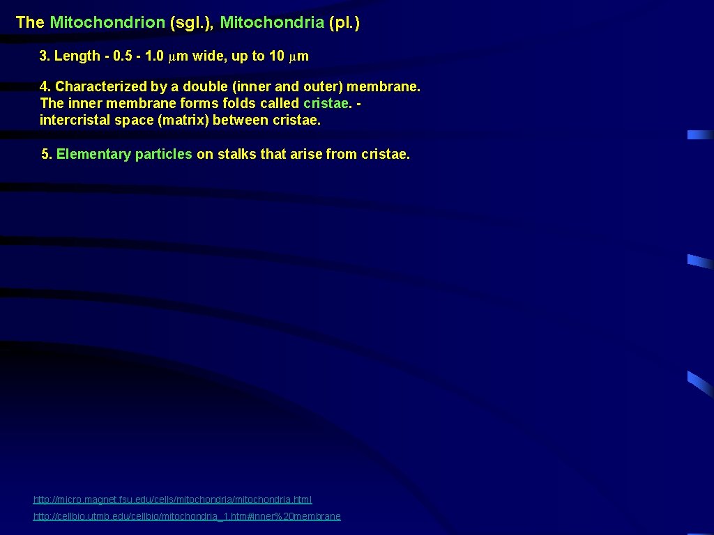 The Mitochondrion (sgl. ), Mitochondria (pl. ) 3. Length - 0. 5 - 1.