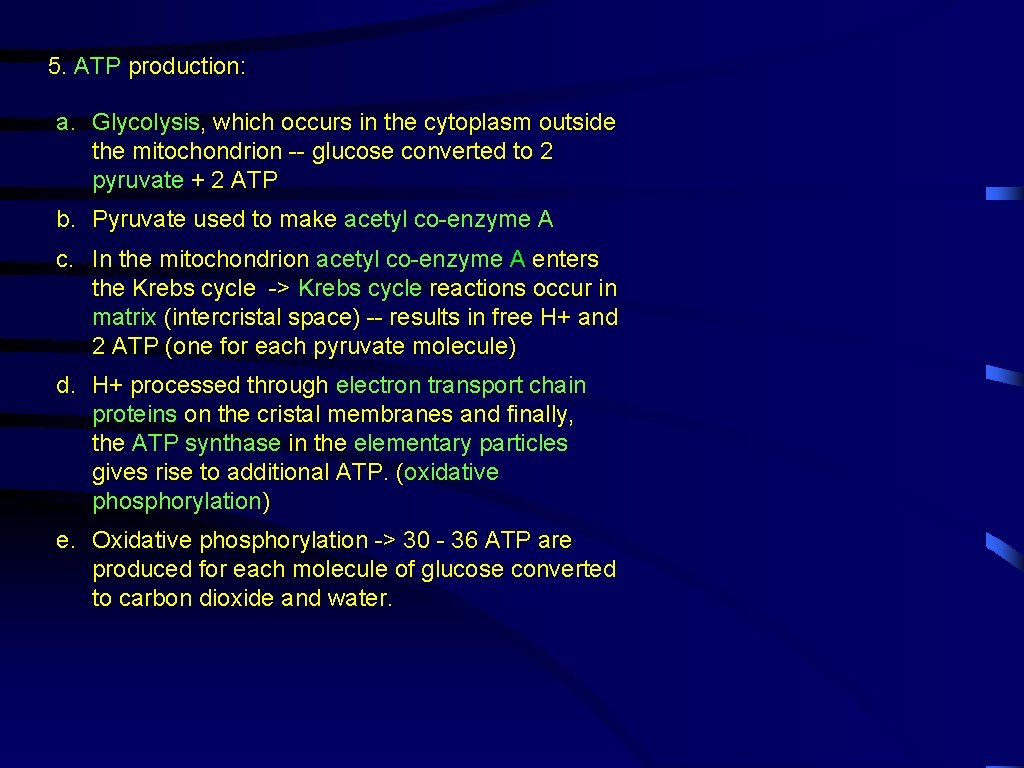 5. ATP production: a. Glycolysis, which occurs in the cytoplasm outside the mitochondrion --