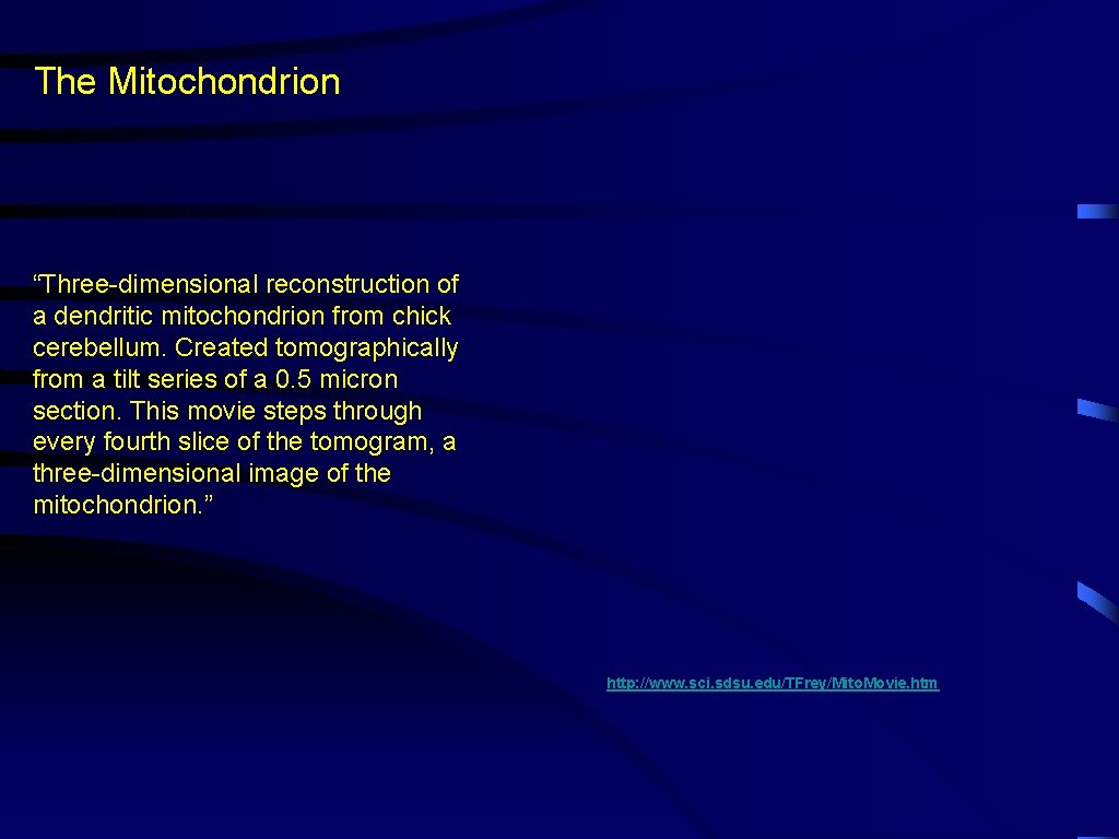 The Mitochondrion “Three-dimensional reconstruction of a dendritic mitochondrion from chick cerebellum. Created tomographically from