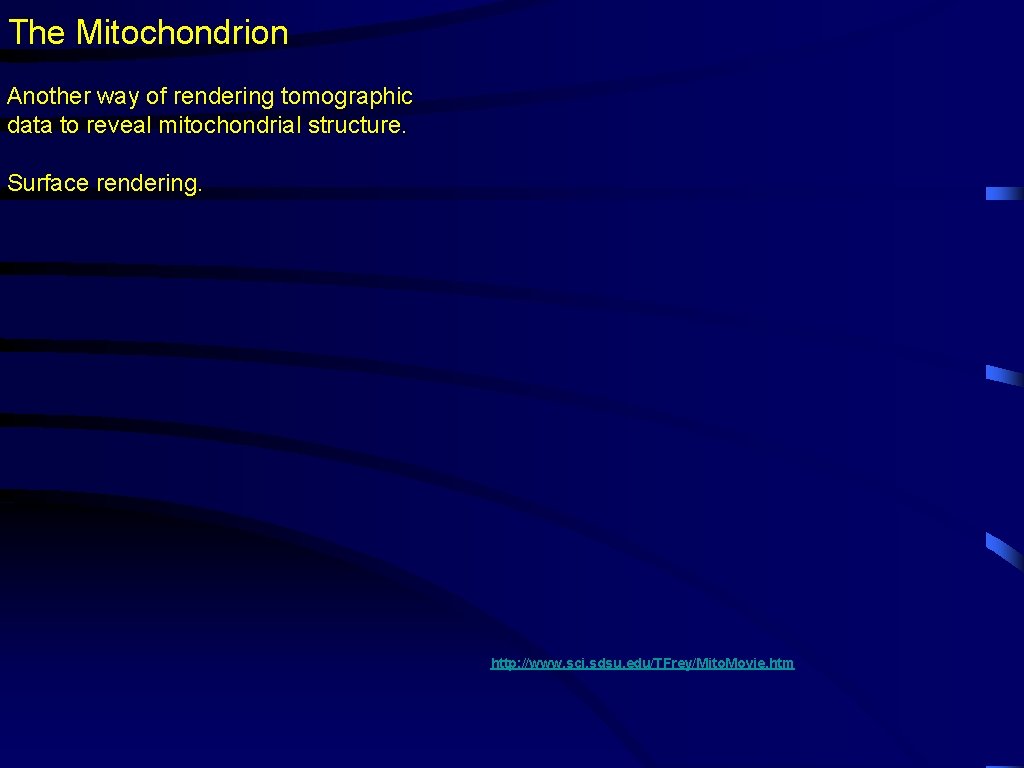 The Mitochondrion Another way of rendering tomographic data to reveal mitochondrial structure. Surface rendering.