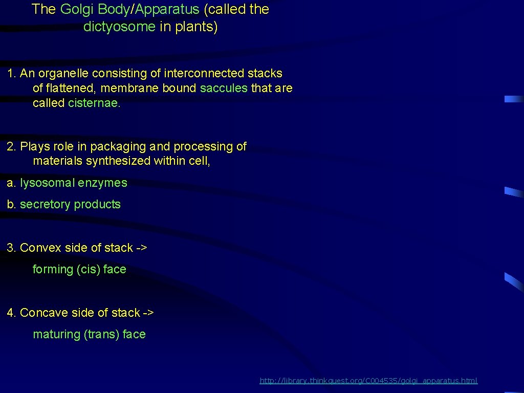 The Golgi Body/Apparatus (called the dictyosome in plants) 1. An organelle consisting of interconnected