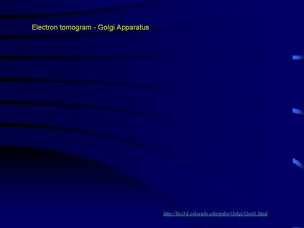 Electron tomogram - Golgi Apparatus http: //bio 3 d. colorado. edu/pubs/Golgi/Gset 1. html 