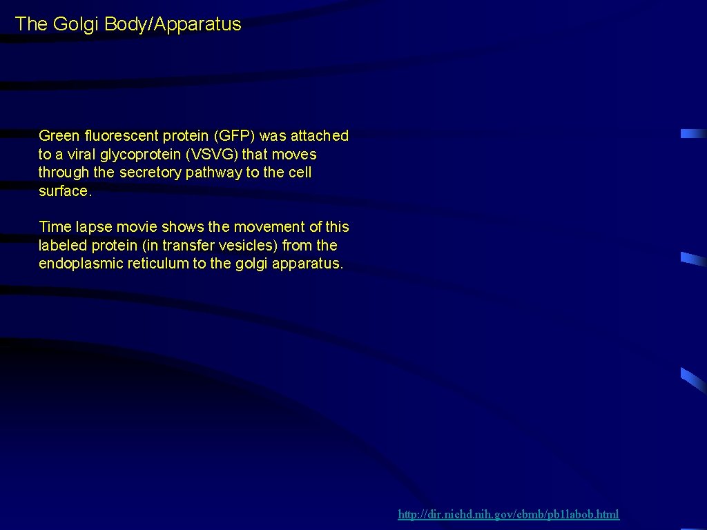 The Golgi Body/Apparatus Green fluorescent protein (GFP) was attached to a viral glycoprotein (VSVG)