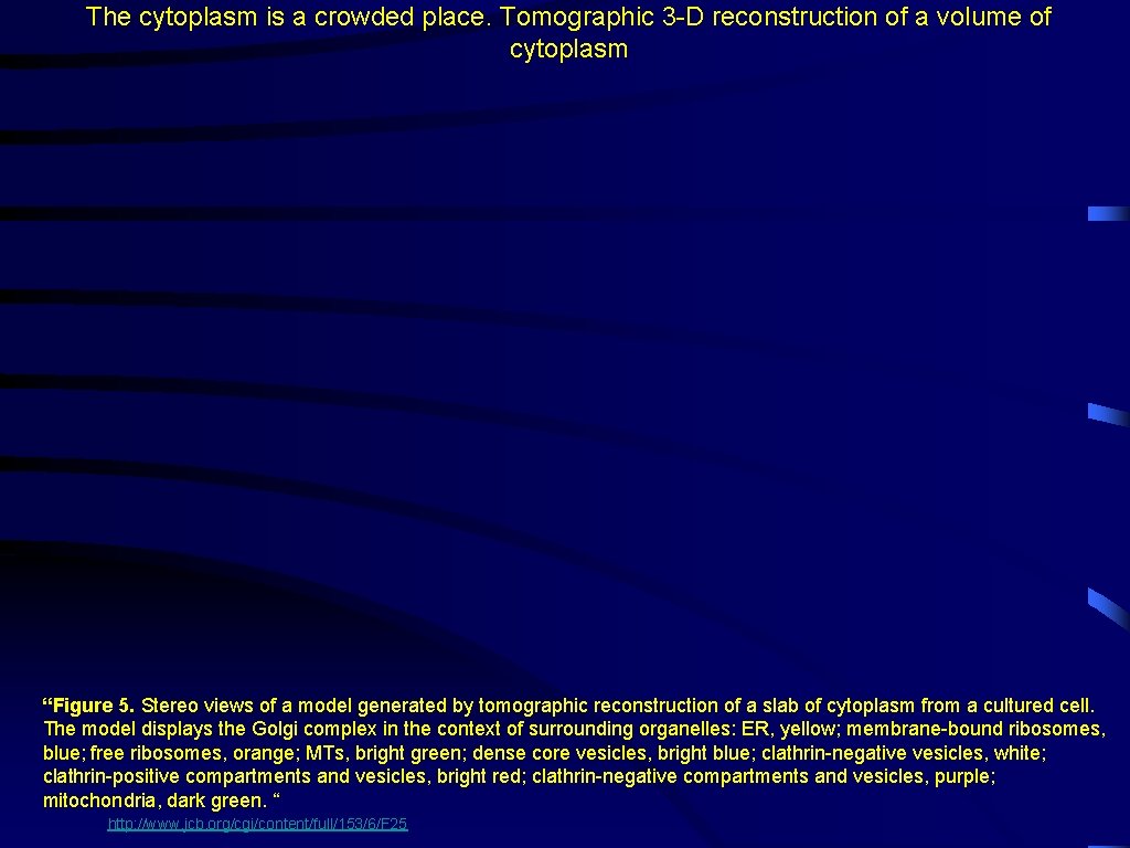 The cytoplasm is a crowded place. Tomographic 3 -D reconstruction of a volume of